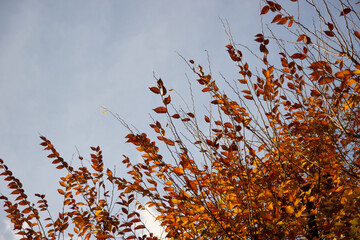 autumn leaves against blue sky