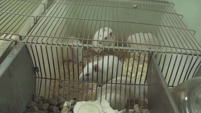 Laboratory Rats in the Plastic Cage