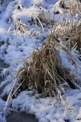 First snow in the field