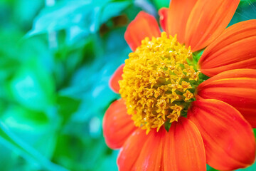 Selective focused on pollen of colorful flower in macro shot.