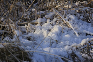 First snow in the field