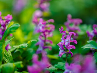 Obraz premium Orchids on a meadow in Germany