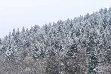 Trees covered with snow in the winter.