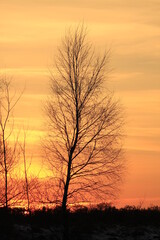 Fototapeta na wymiar Silhouette of the tree in a sunset