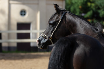 Portrait of a beautiful black arabian horse summer background, head closeup. Back side view