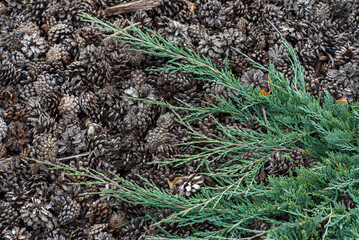 coniferous plants in the garden