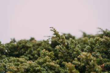 Green juniper Bush with dew drops on the background of mountains and fog. Blurred front focus. Autumn morning.