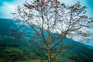 Red Silk Cotton flower - The Latin name is Bombax Ceiba on blur background	