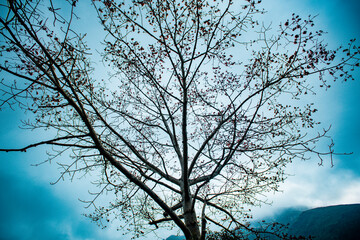 Red Silk Cotton flower - The Latin name is Bombax Ceiba on blur background	