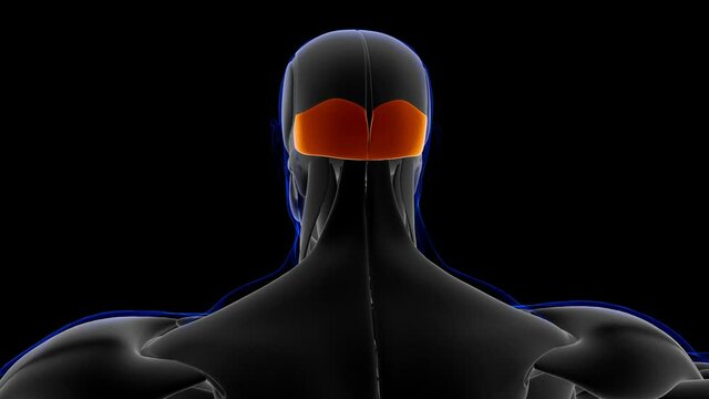 Frontalis Muscle Anatomy For Medical Concept Loopable 3D Illustration