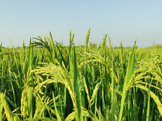 green and growing rice fields in asia