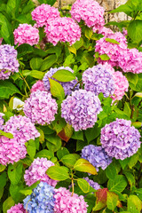 Obraz premium A country garden in Yorkshire England