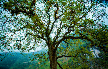 Looking up the trunk of a beech tree