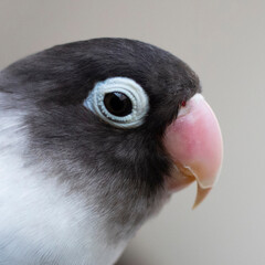 bird lovebird pet beautiful beak