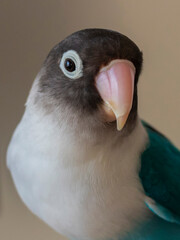 blue bird lovebird pet beautiful beak