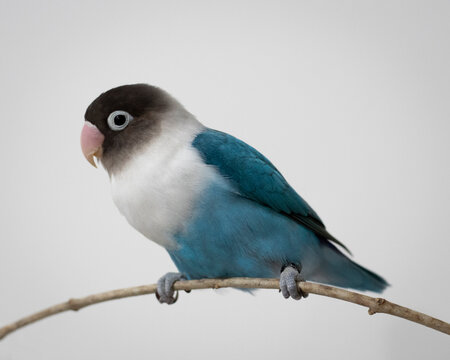 blue bird lovebird pet branch