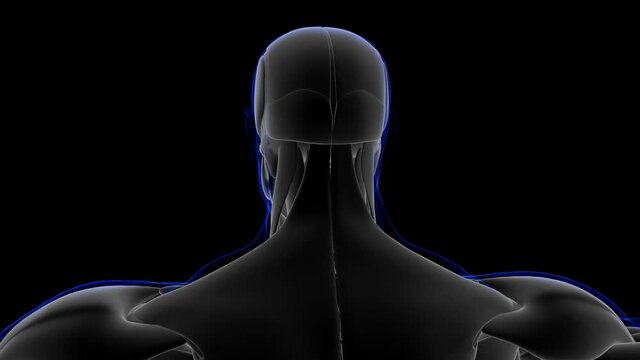 Depressor Septi Nasi muscle Anatomy For Medical Concept Loopable 3D Illustration