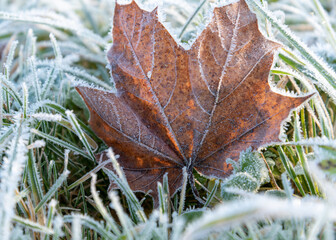 First frost in nature.