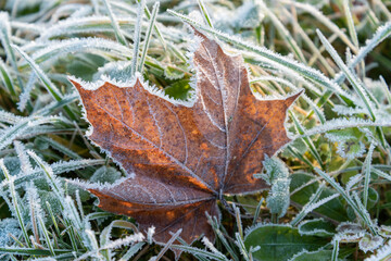 First frost in nature.