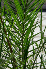 Tropical palm leaves, texture, leaf floral background, palm tree, phoenix palm plant pattern