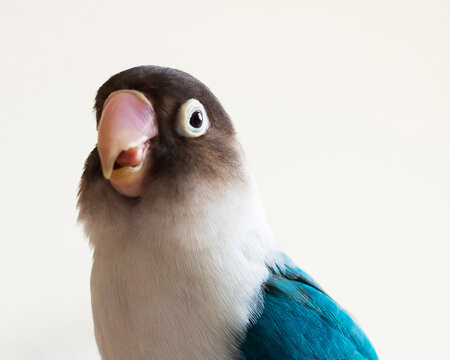 blue bird lovebird pet beak tongue