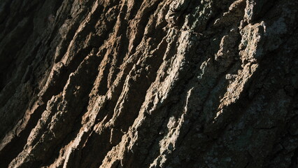 dramatic texture of the bark of a tree