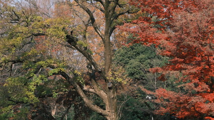 half green and half red tree in the park