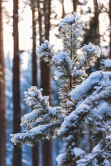 snow-covered spruce in the foreground close - up on the background of the forest
