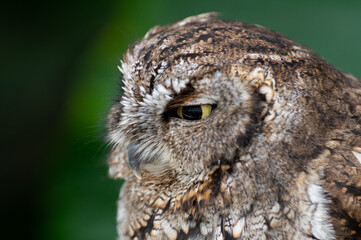 見つめるフクロウ