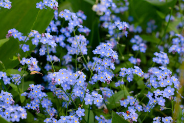 Many forget-me-not flowers with green leaves growing in garden. Beautiful flowerbed made of blue tiny flowers