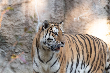 カッコいいトラ