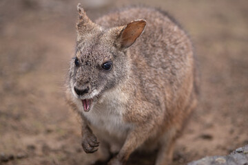 Obraz premium 可愛いワラビー