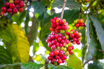 Fresh arabica or robusta coffee bean on coffee tree,Fresh seed coffee on plant