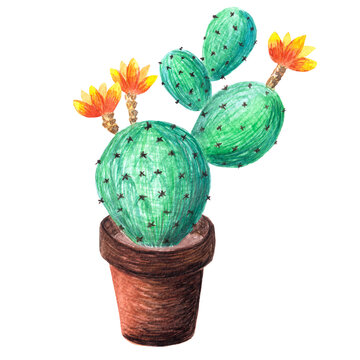 Watercolor hand-drawn illustration with cactus and succulents.Watercolor cactus isolated on white background. Blooming cactus with yellow flowers and black thorns in a brown pot.