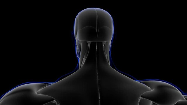 Auricular Anterior Muscle Anatomy For Medical Concept Looapable 3D Illustration