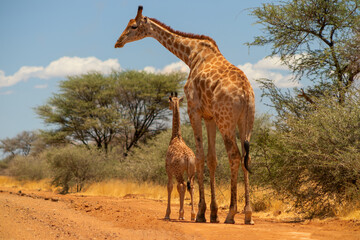 Naklejka na ściany i meble Wild african life. A large and baby common African giraffes on savannah on a sunny day.