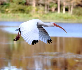 White ibis in flight.