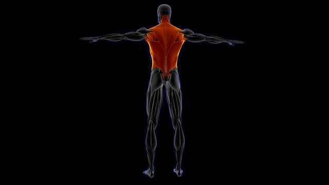 Torso Muscle Anatomy For Medical Concept Loopable 3D Illustration