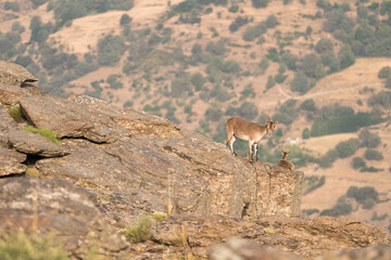 Mountain goats on top of the rock