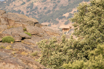 Mountain goats on top of the rock
