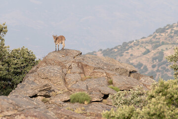 Mountain goats on top of the rock