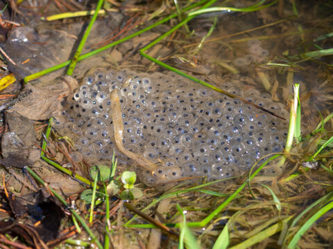 Frogspawn in the water at spring