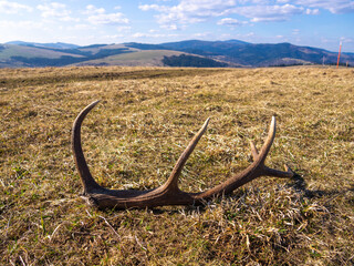 Obraz premium Red deer antler on ground at mountains background. Lubovnianska vrchovina in spring, Slovakia.