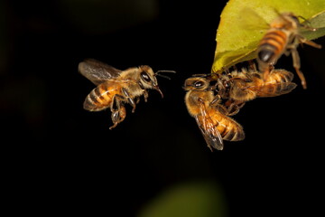 Honeybee in flight.