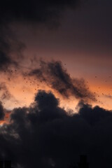 Fototapeta premium Atardecer anaranjado con nubes grises y pájaros volando (Madrid)