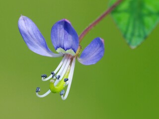 A wildflower is a flower that grows in the wild, meaning it was not intentionally seeded or...