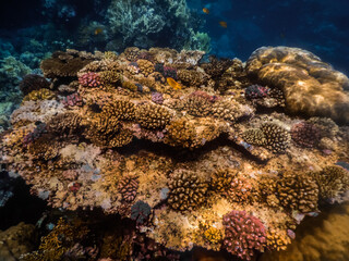 beautiful colorful coral world while diving in the red sea