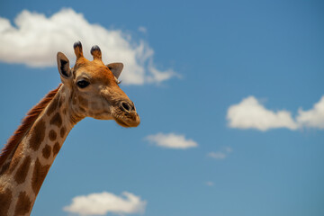 Wild african life. A large common South African giraffe on the summer blue sky.