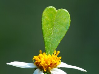 A wildflower is a flower that grows in the wild, meaning it was not intentionally seeded or...