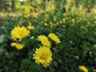 Chrysanthemum indicum Scientific name Dendranthema morifolium, Flavonoids,Closeup pollen of yellow flower blooming in garden on blurred of nature background